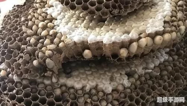 我的蜂巢