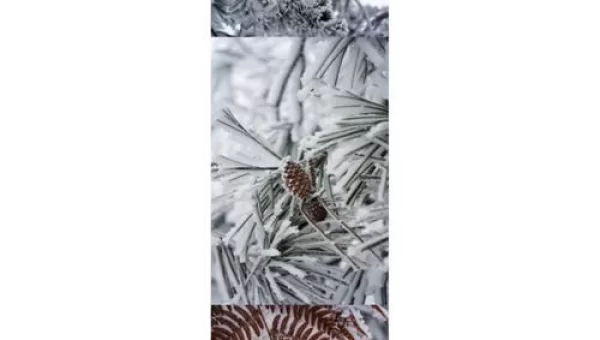踏雪归来